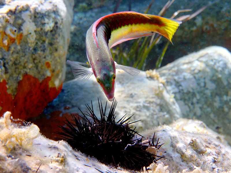 Aquarien lanzarote