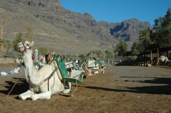 Gran Canaria mit Kindern Kamele