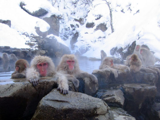 schönsten Orte der Welt jigokudani